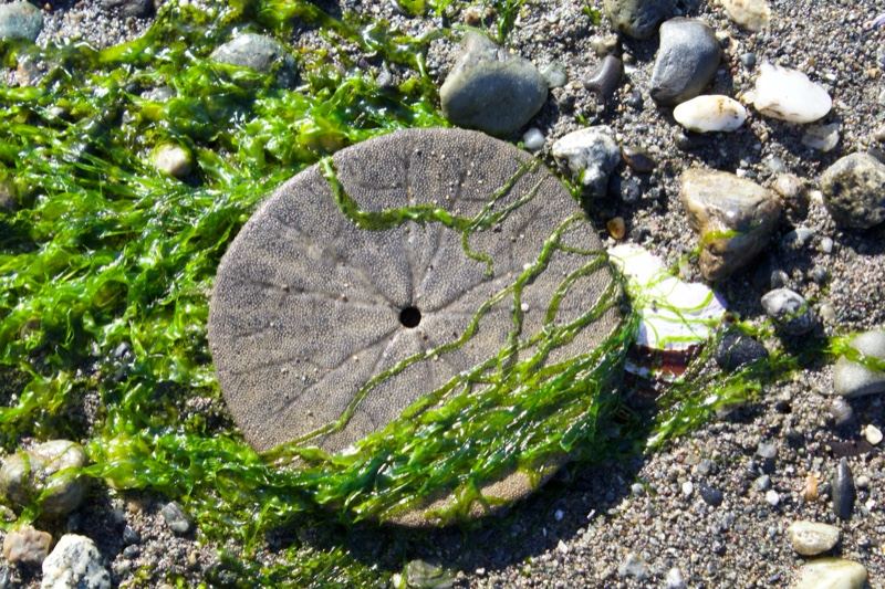 Sand Dollar on Rocky Beach
