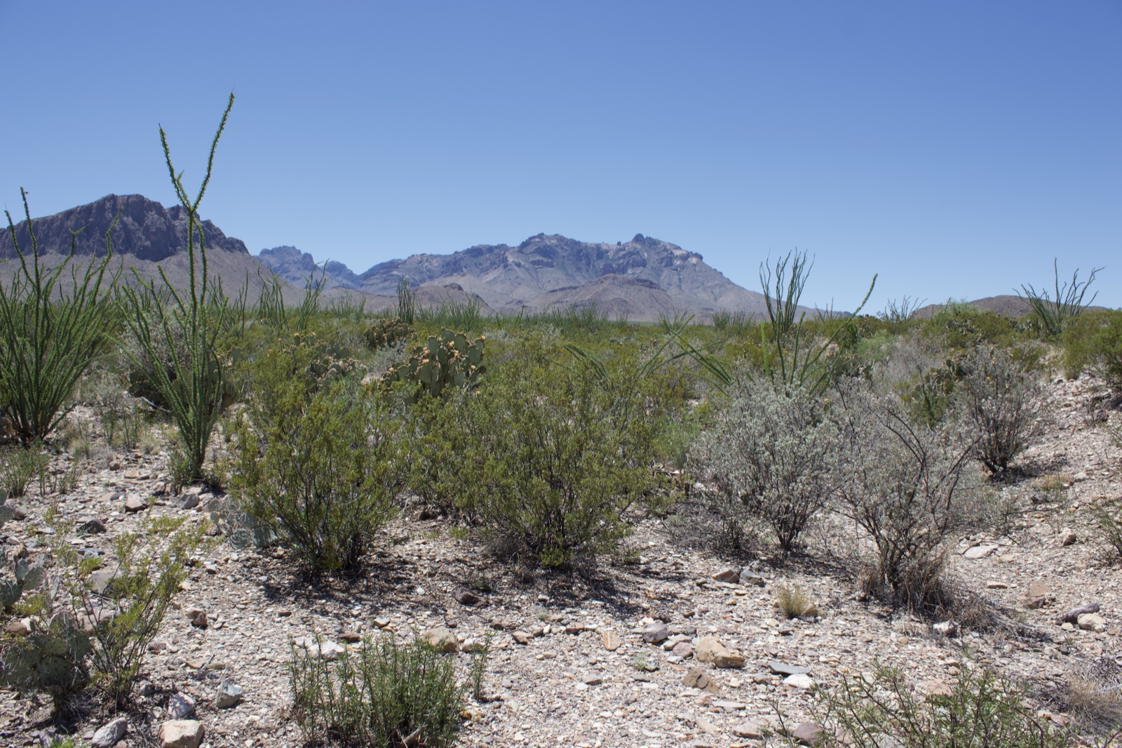 Desert scrub landscape with distant mountains