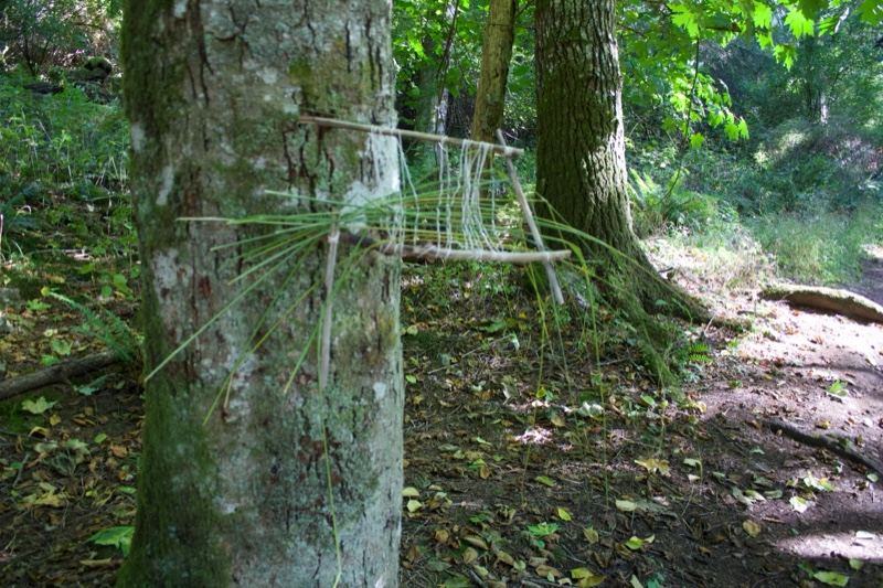 Twig Structure on Tree Trunk in Forest
