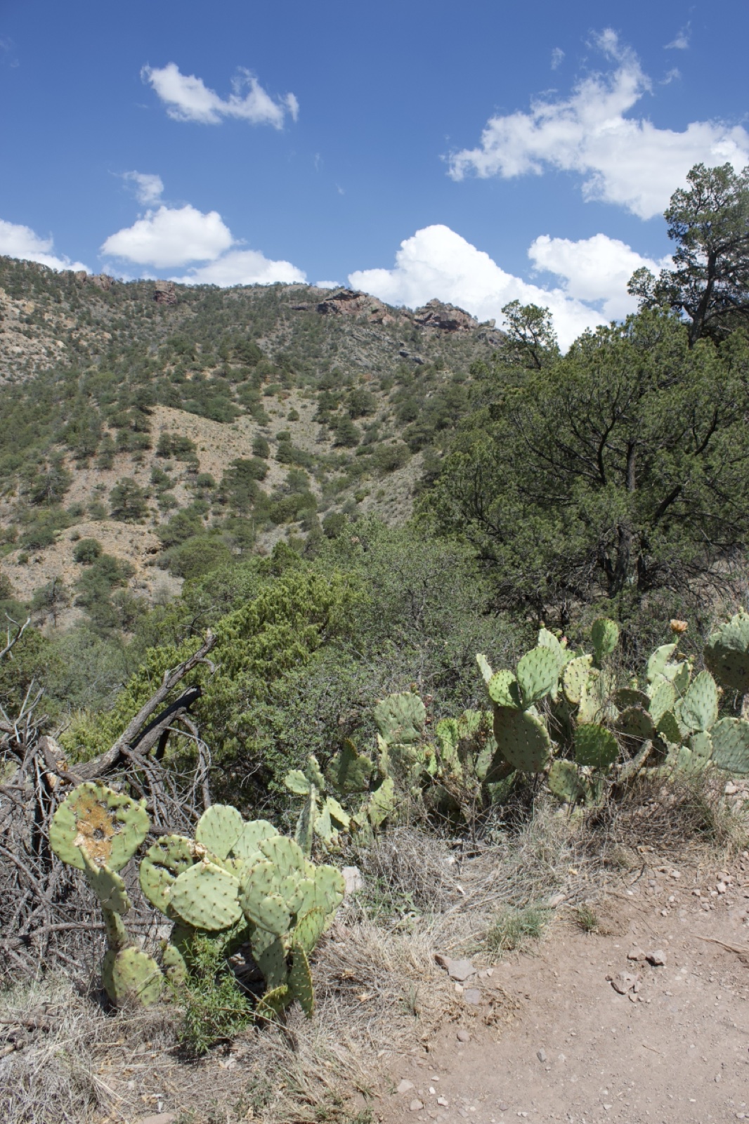 Prickly Pear Cactus on Desert Trail