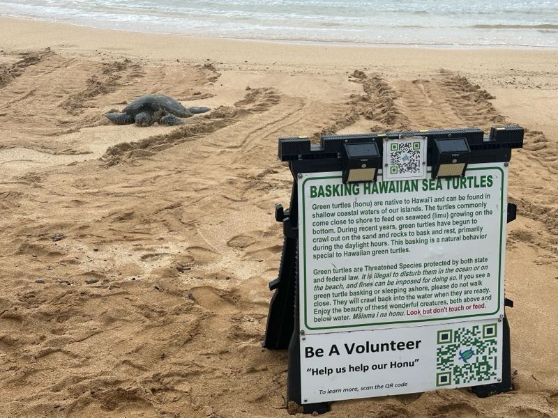 Hawaiian Sea Turtle Basking on Beach