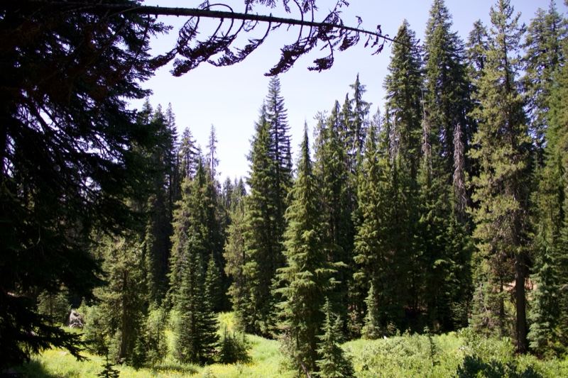 Sunlit Coniferous Forest Clearing