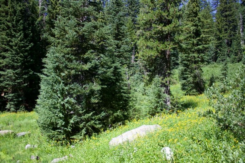 Alpine Meadow with Evergreen Trees