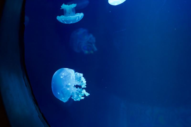 Jellyfish Floating in Blue Aquarium Water