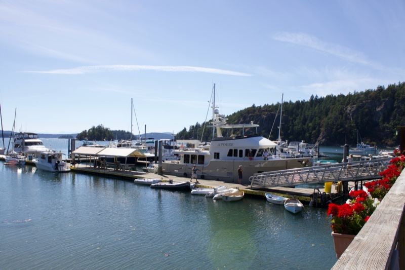 Harbor Marina with Boats and Forest