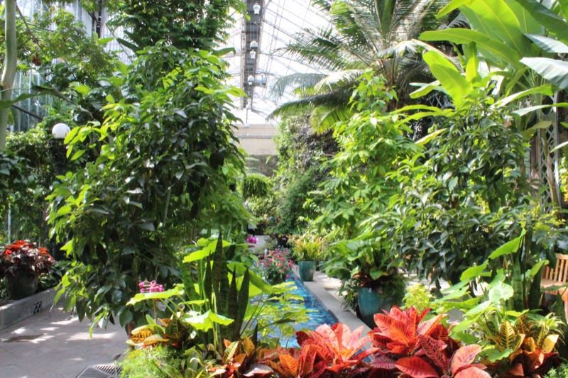 Lush Tropical Plants in Greenhouse Conservatory