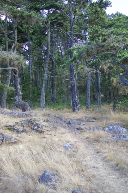 Dry Grass Clearing in Conifer Forest