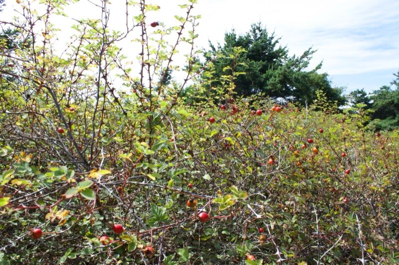 Thorny rose bush with red hips