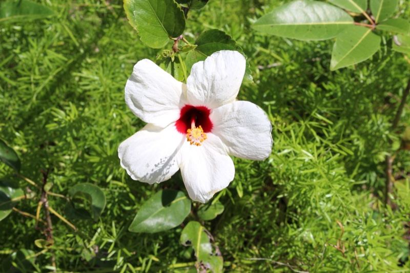 White Hibiscus Flower with Red Center