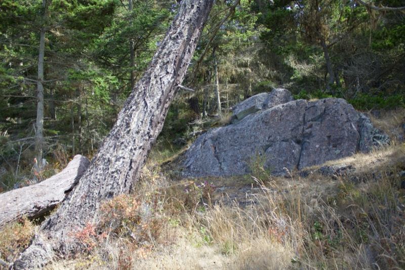 Leaning Pine Tree Beside Rock