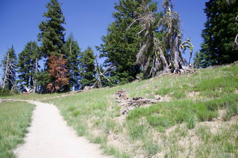 Sunny Trail Through Grassy Forest