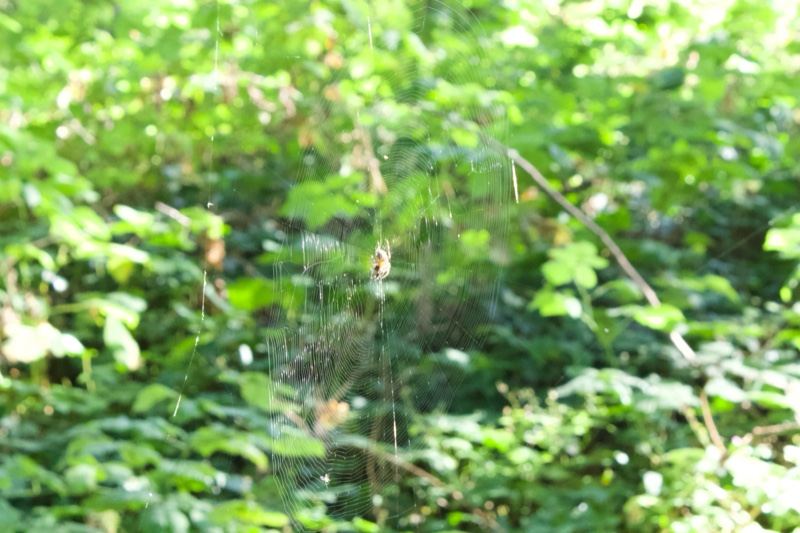 Spider Web in Sunlit Forest Foliage