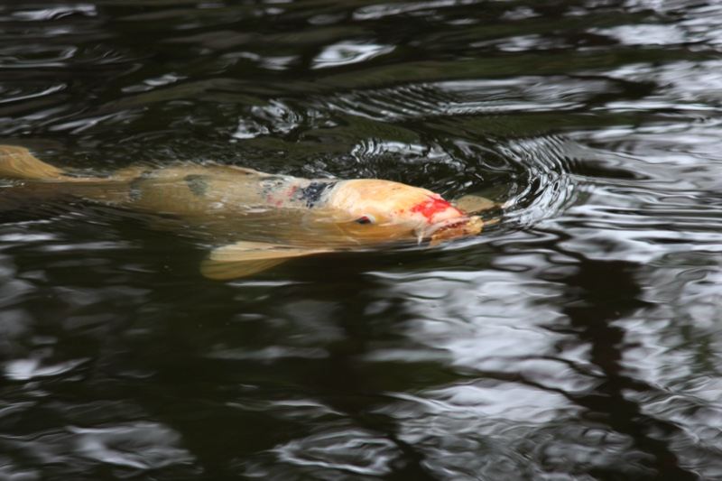 Koi Fish Swimming Near Pond Surface