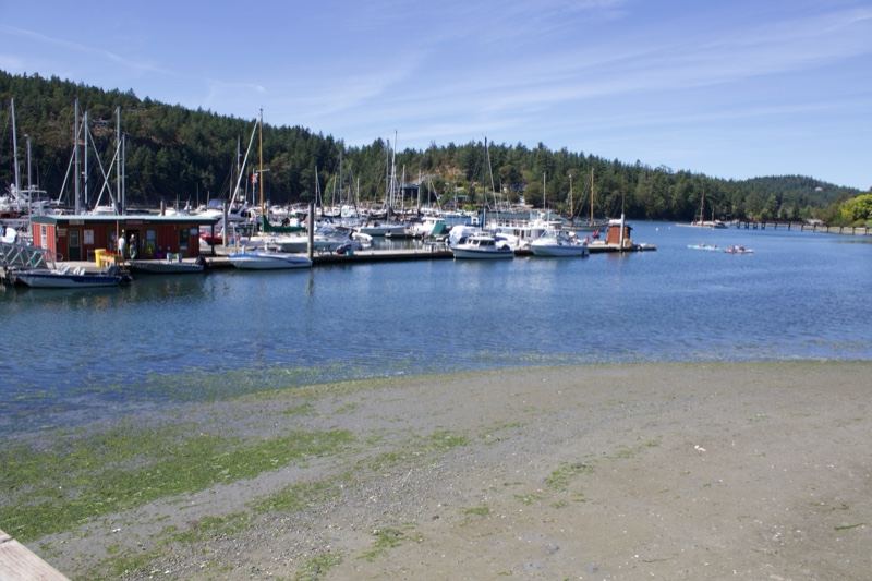 Coastal Marina with Boats and Shoreline