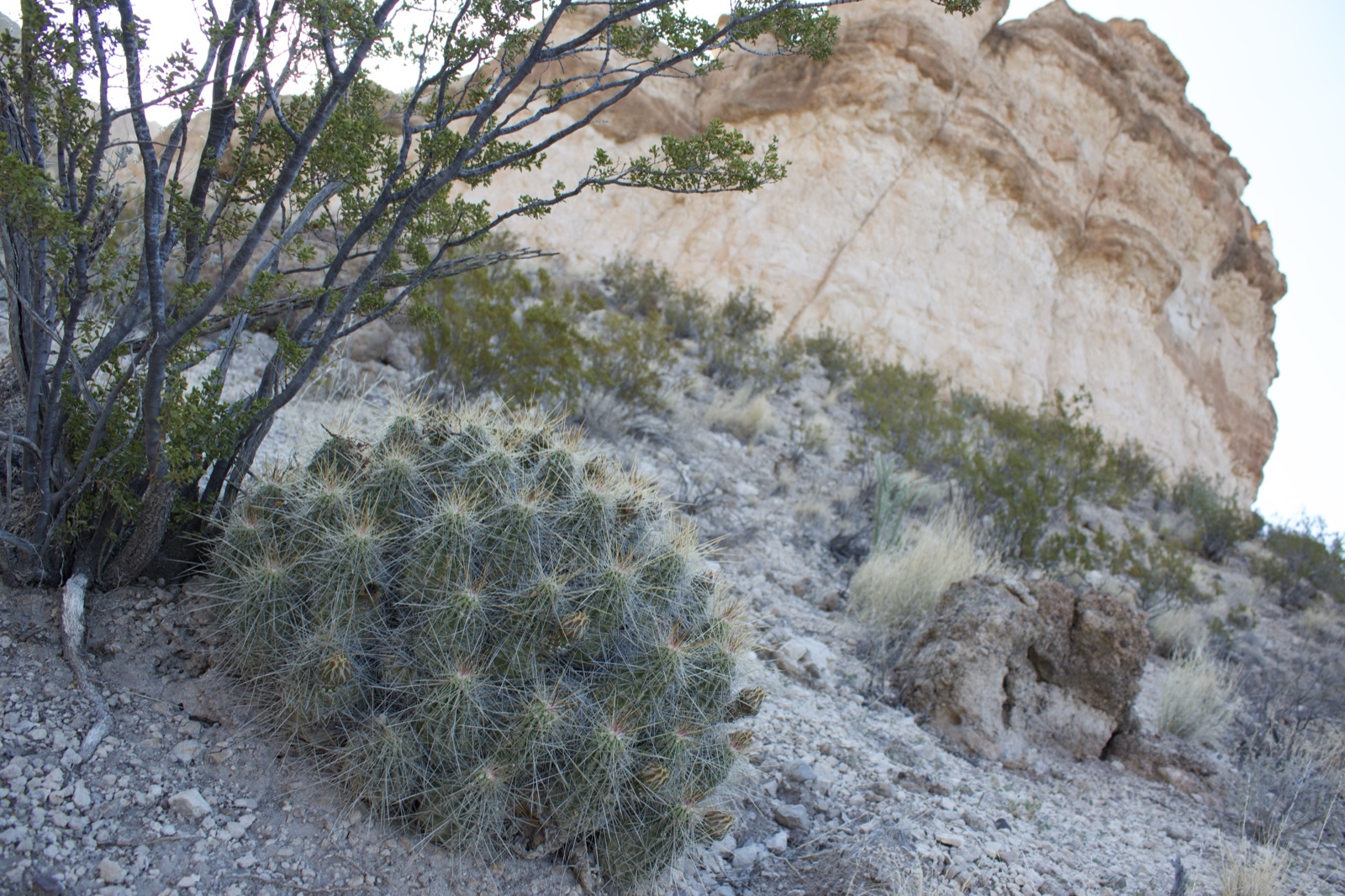 Desert Cactus Below Rocky Cliff