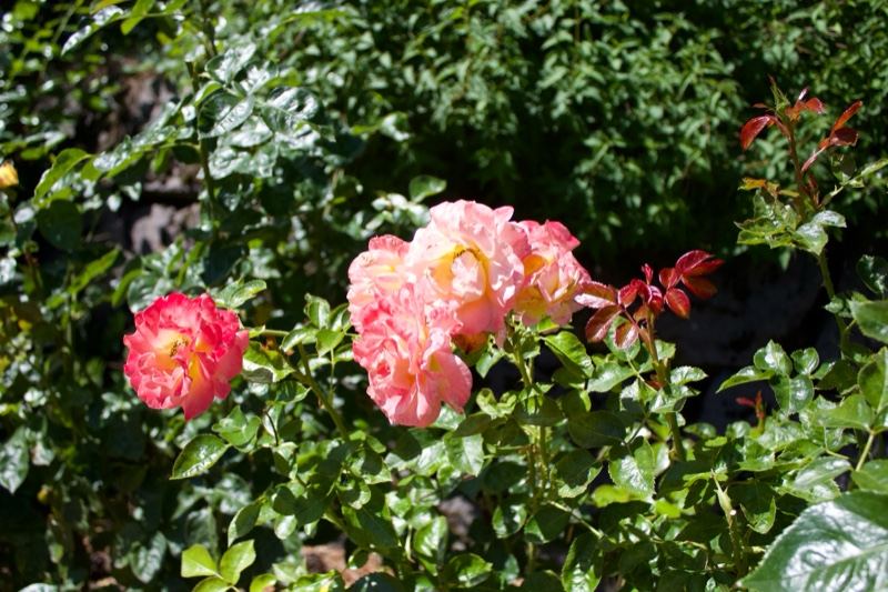Pink Peach Roses in Sunlit Garden