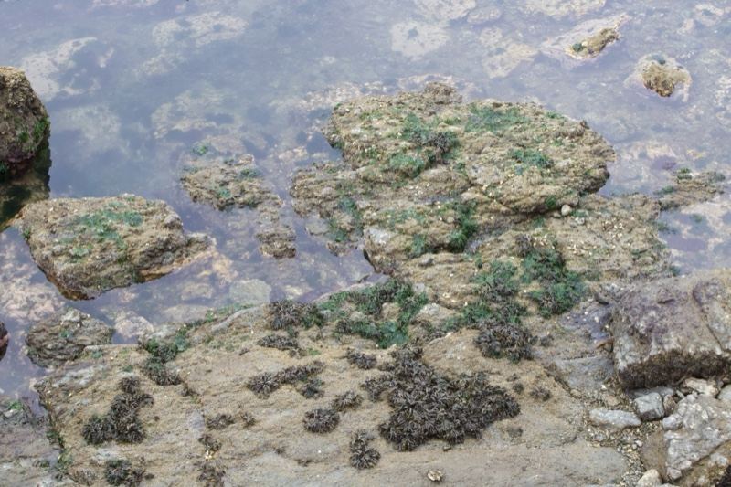 Rocky Shore with Green Algae and Barnacles