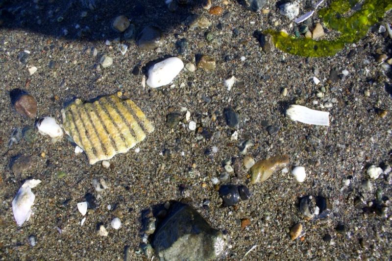 Seashells on Sandy Beach Shore