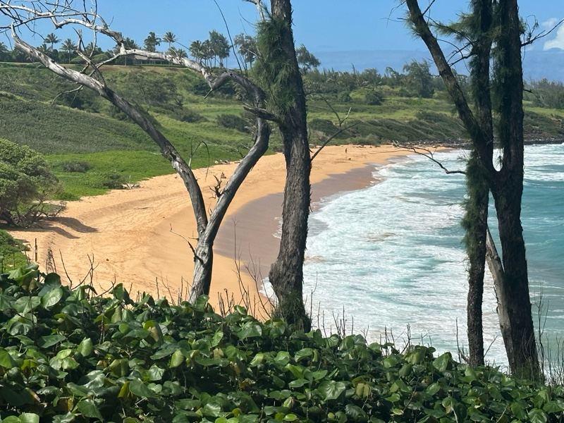 Coastal Beach View Through Trees