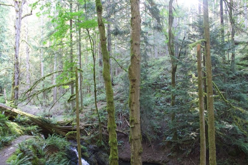 Sunlit Forest Trail With Tall Trees