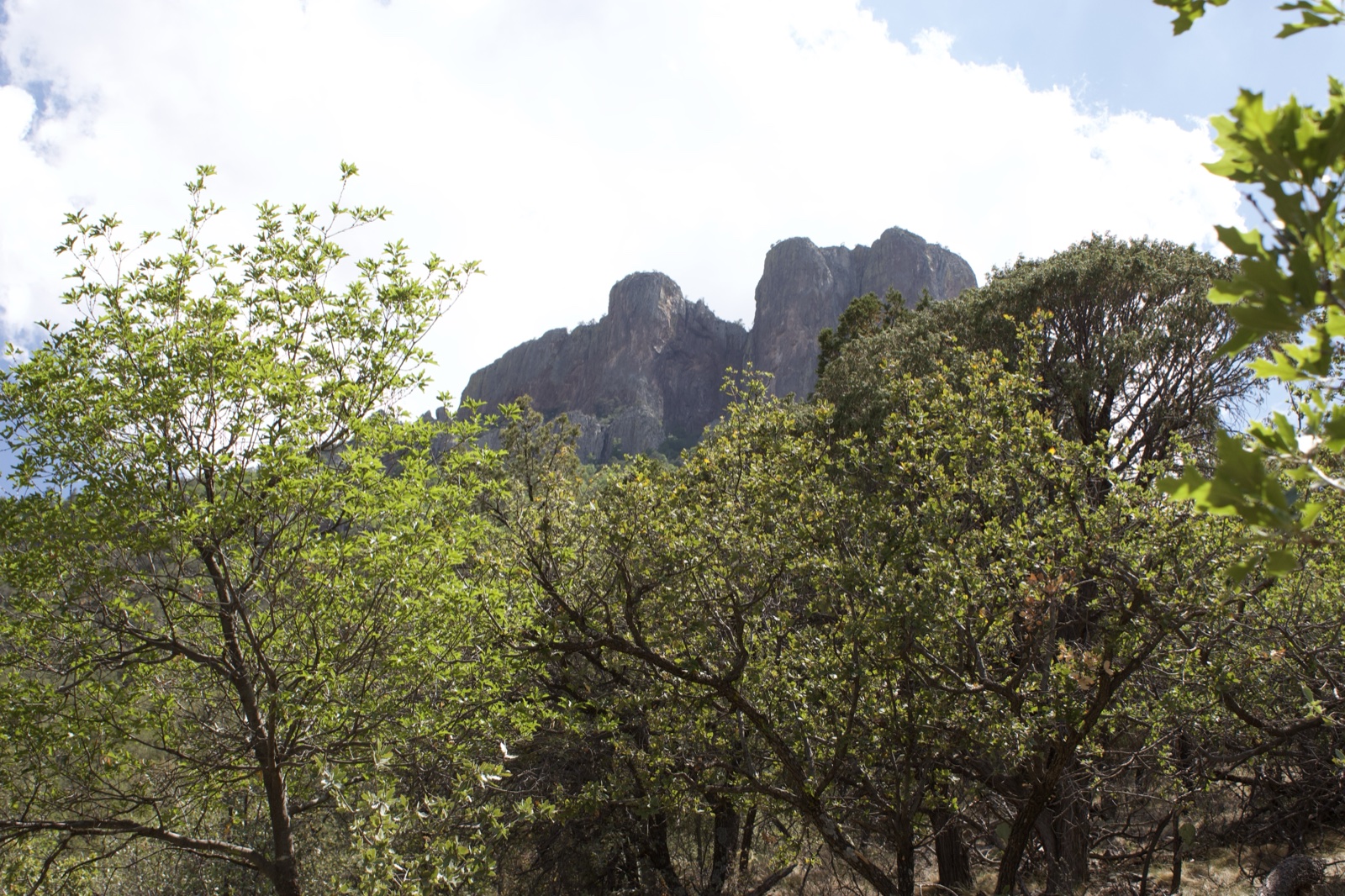 Mountain Peak Through Green Trees