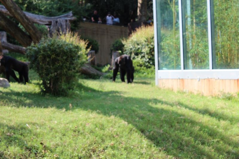 Gorillas in Zoo Grass Enclosure