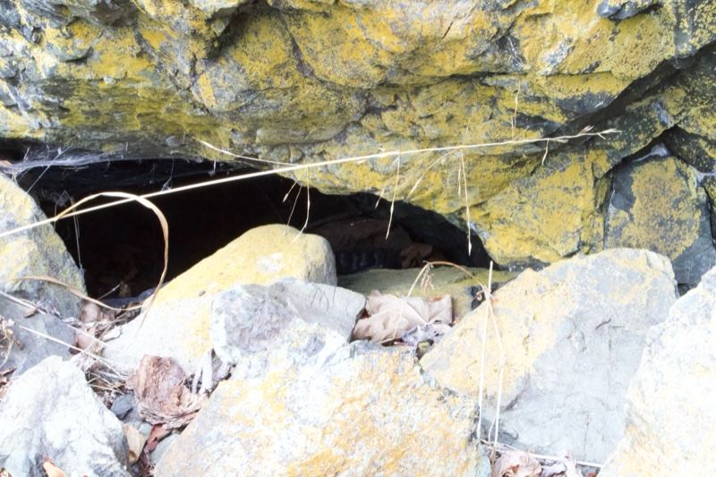 Yellow Lichen Rock Crevice