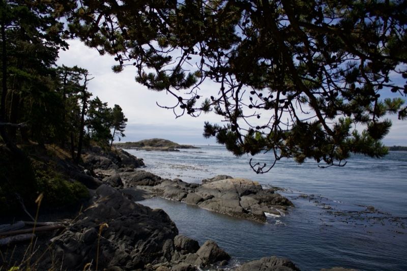 Coastal View Through Overhanging Branches