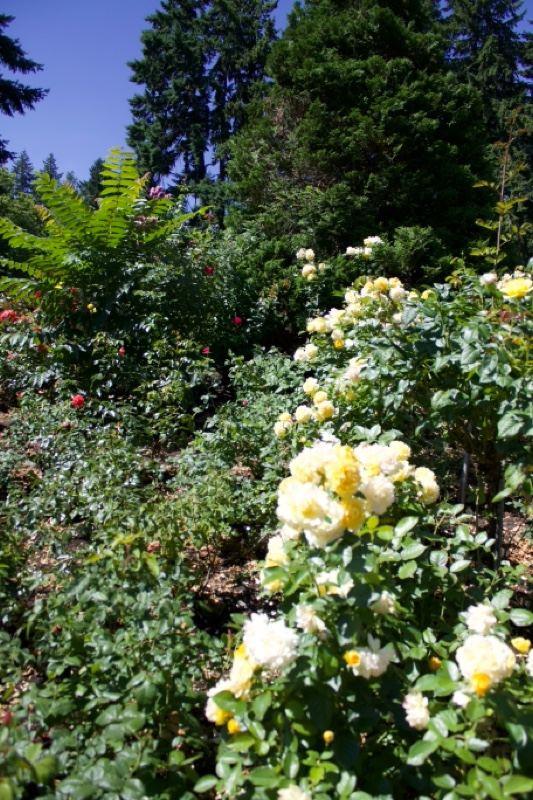 Yellow Roses in Lush Garden