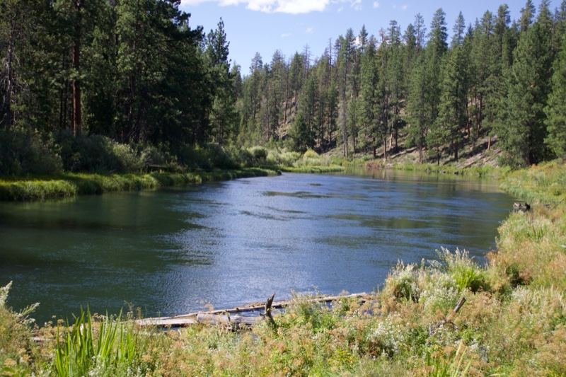Serene Forest Lake in Sunlit Wilderness