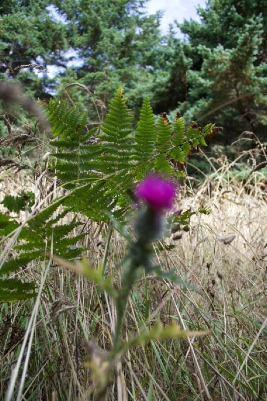 Purple Thistle Among Ferns