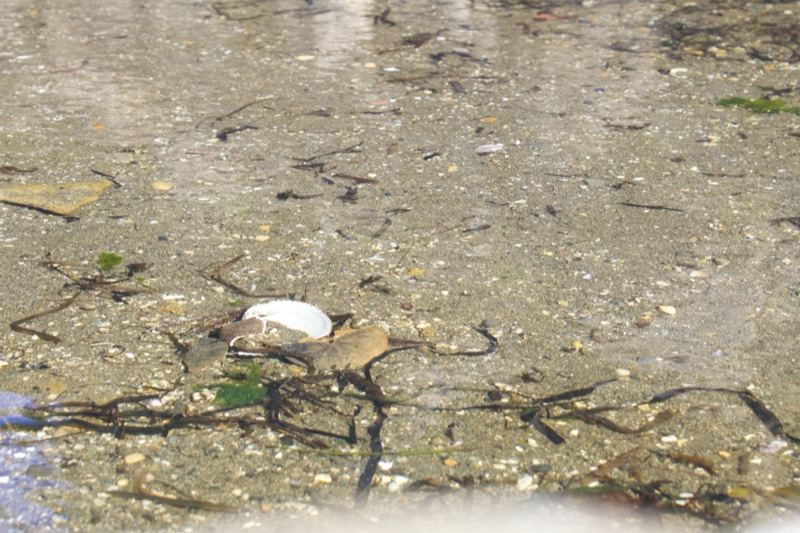 Shallow water over sandy seabed