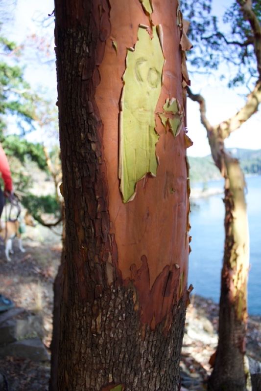 Peeling Madrona Bark by Water