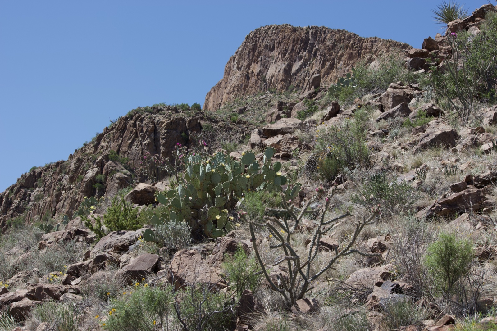 Desert Rocky Hillside with Cactus