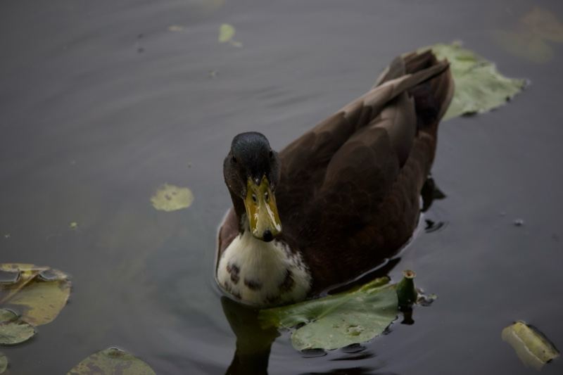 Duck Swimming in Pond with Leaves
