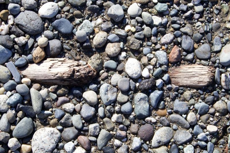 Pebble Beach with Driftwood Fragments