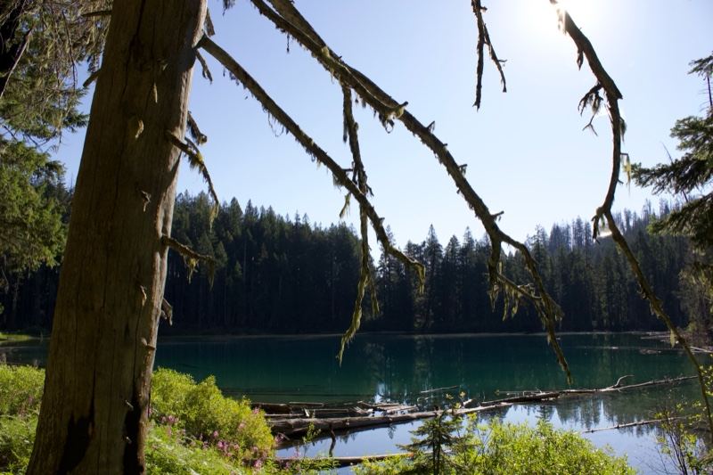 Forest Lake Through Tree Branches