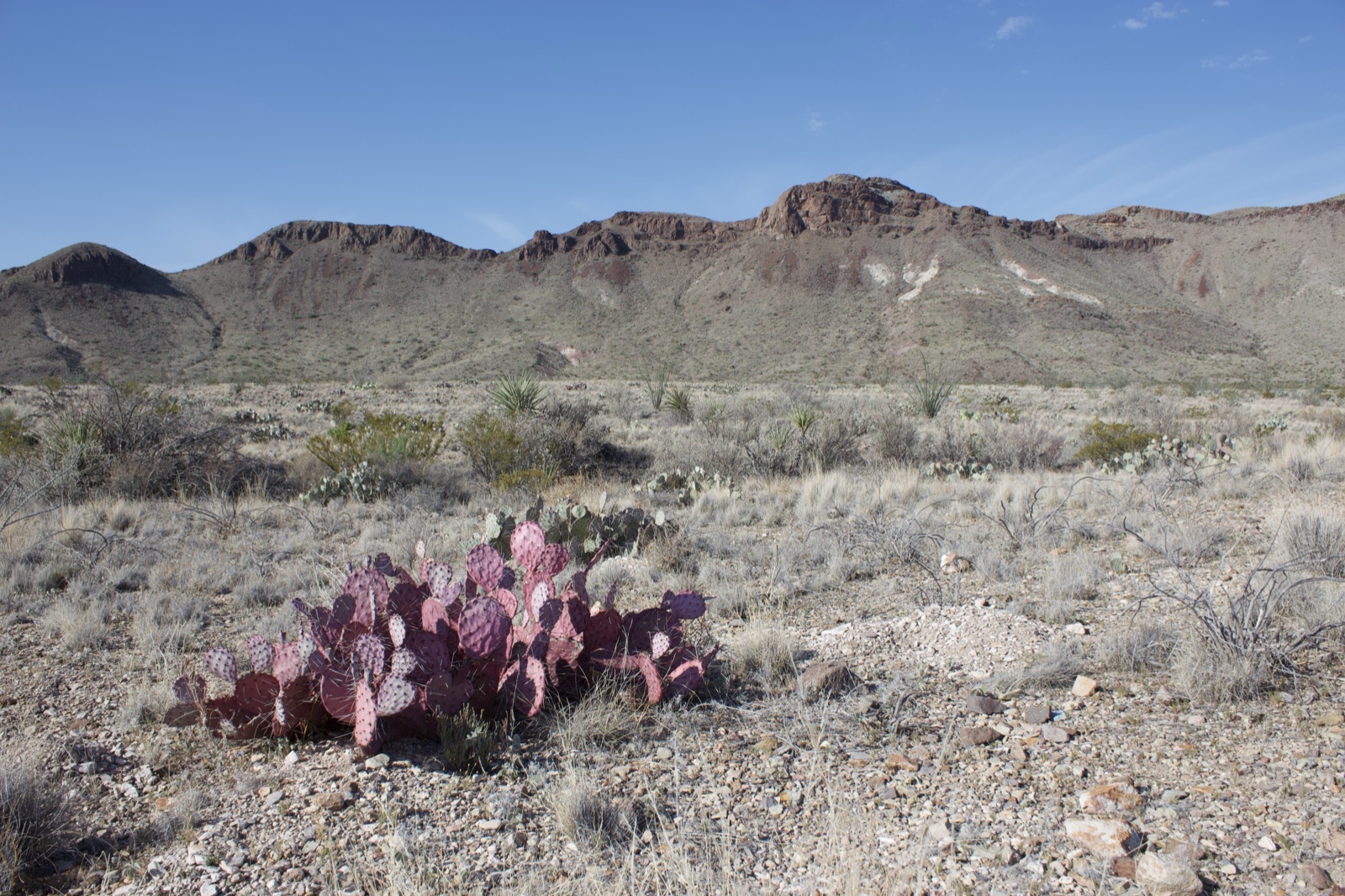 Purple Prickly Pear in Desert Landscape