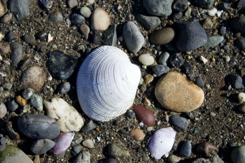 White Clam Shell on Pebble Beach
