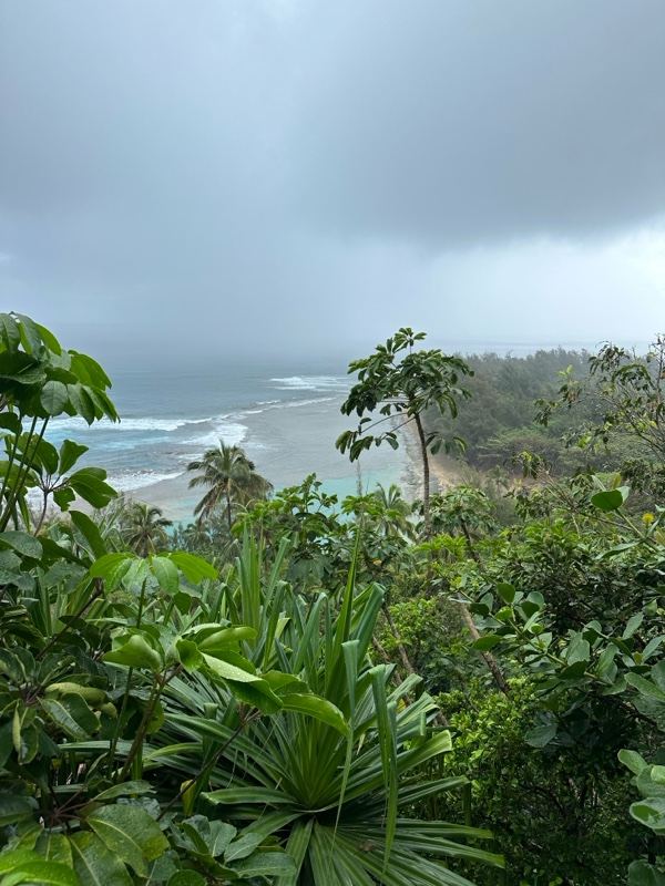 Misty Tropical Coast Overlook
