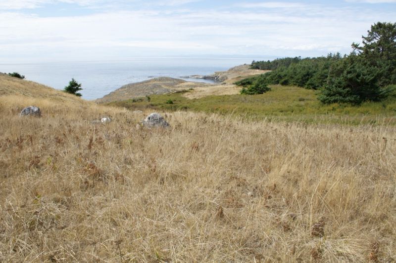 Dry Grass Hillside Overlooking Coast