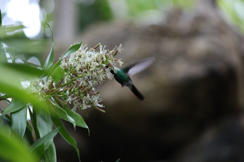 Hummingbird Feeding on White Flowers
