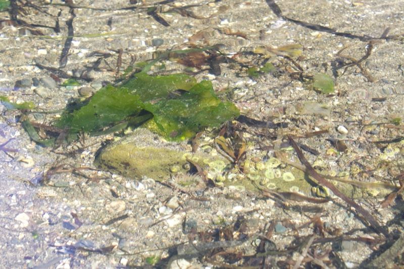 Shallow water with green algae