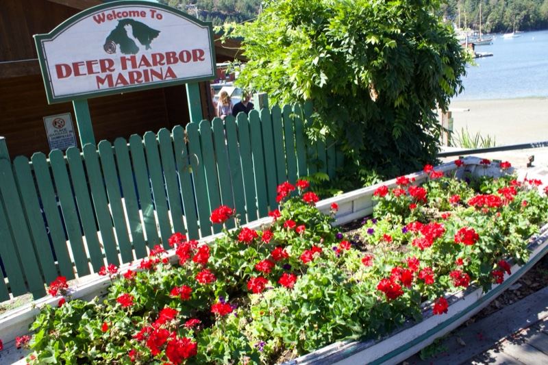 Red Flowers at Deer Harbor Marina