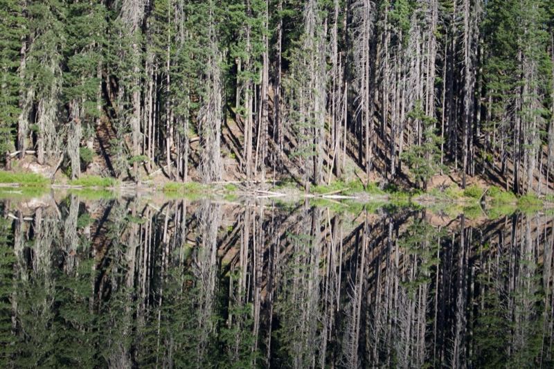 Forest Reflection in Still Lake