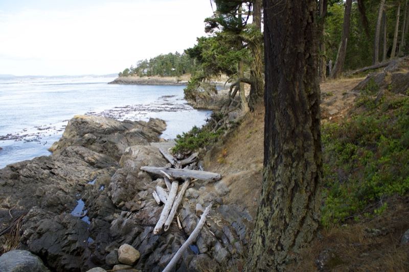 Coastal Rocky Shore with Tree