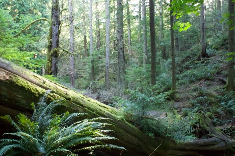 Mossy Fallen Tree in Temperate Forest