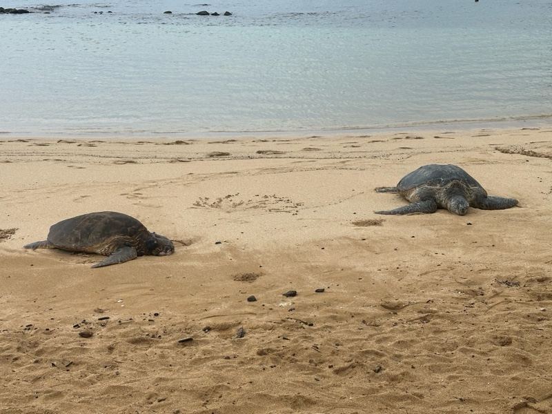 Two Sea Turtles Resting on Beach