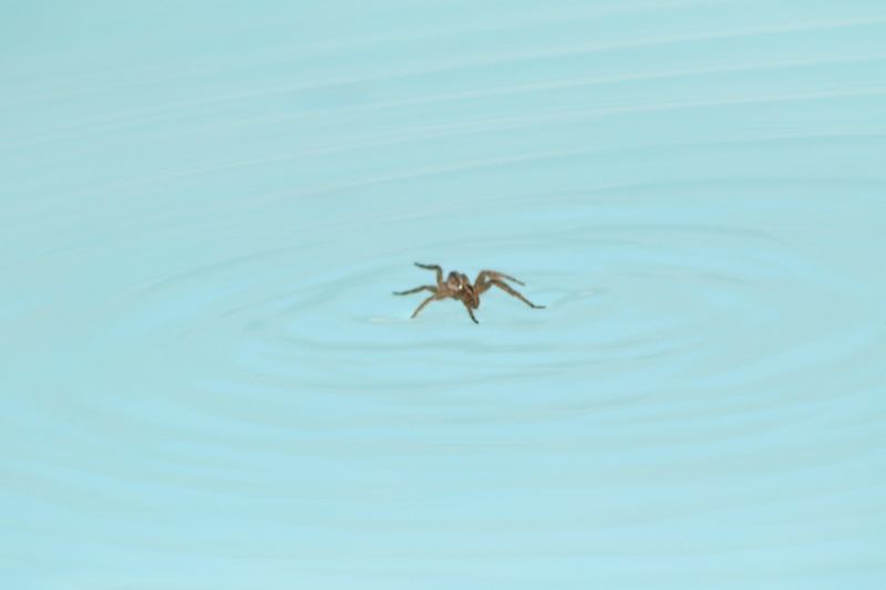 Spider Walking on Water Surface