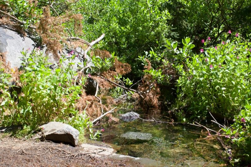 Sunlit Forest Stream With Lush Greenery